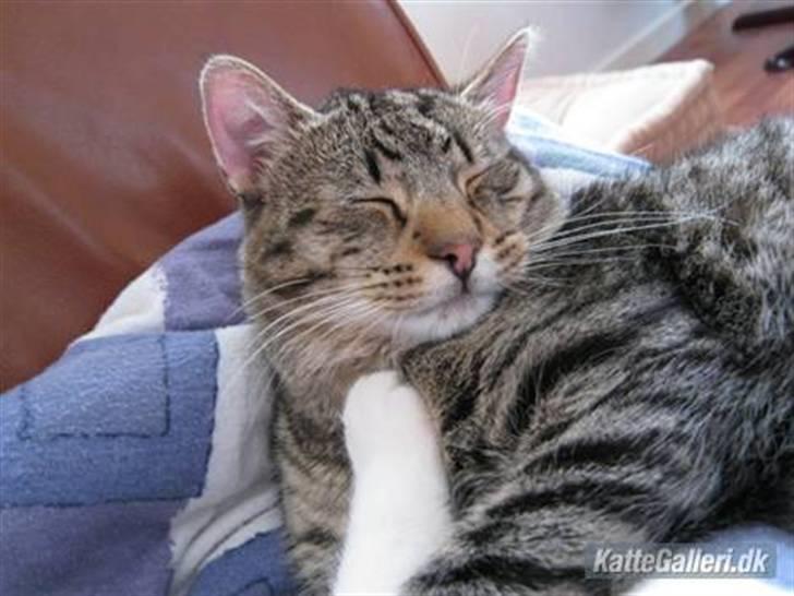 Huskat Arthur.  †rest in peace† billede 2