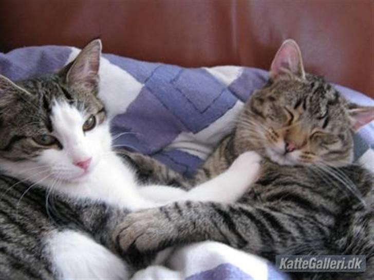 Huskat Arthur.  †rest in peace† billede 3