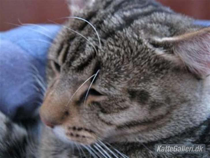 Huskat Arthur.  †rest in peace† billede 4