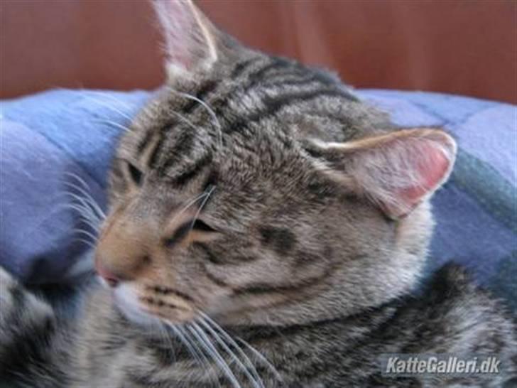 Huskat Arthur.  †rest in peace† billede 5