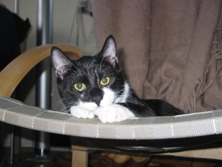 Blanding af racer Mikkel  - Foto: Mig billede 12