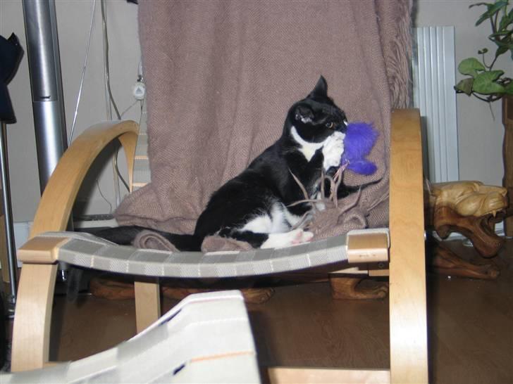 Blanding af racer Mikkel  - Foto: Mig billede 13