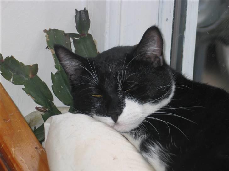 Blanding af racer Mikkel  - Foto: Mig billede 14