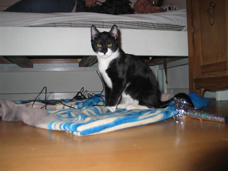 Blanding af racer Mikkel  - Foto: Mig billede 15