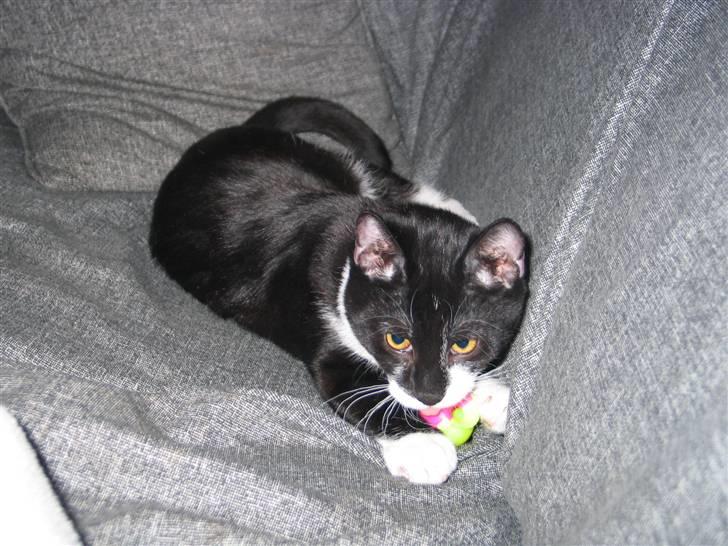 Blanding af racer Mikkel  - Foto: Mig billede 16