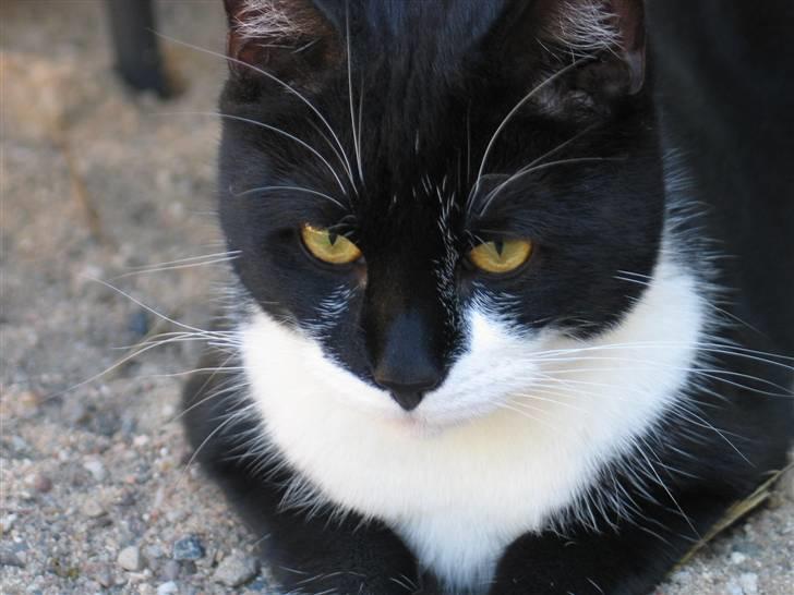 Blanding af racer Mikkel  - Foto: Mig billede 17