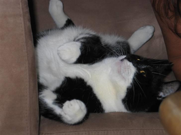 Blanding af racer Mikkel  - Foto: Mig billede 18