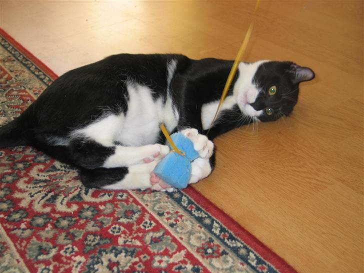 Blanding af racer Mikkel  - Foto: Mig billede 19