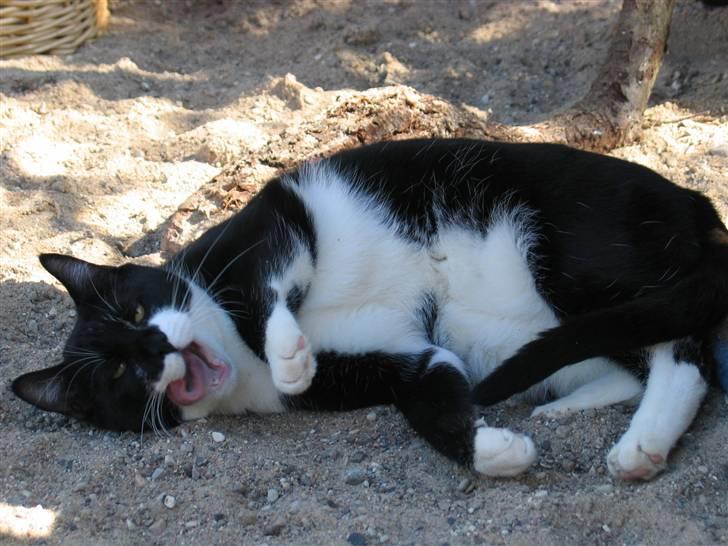 Blanding af racer Mikkel  - Foto: Mig billede 20