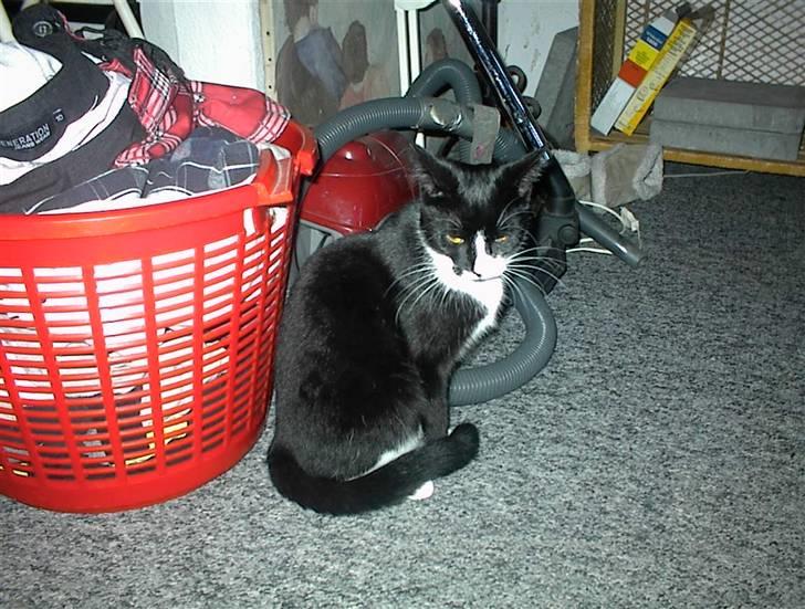 Blanding af racer Nala billede 17