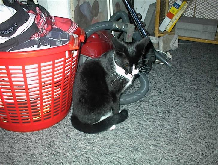 Blanding af racer Nala billede 18