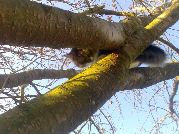 Blanding af racer Lindsay * flyttet* billede 20