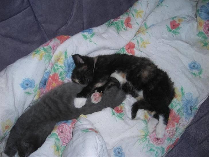 Huskat fayroze  billede 6