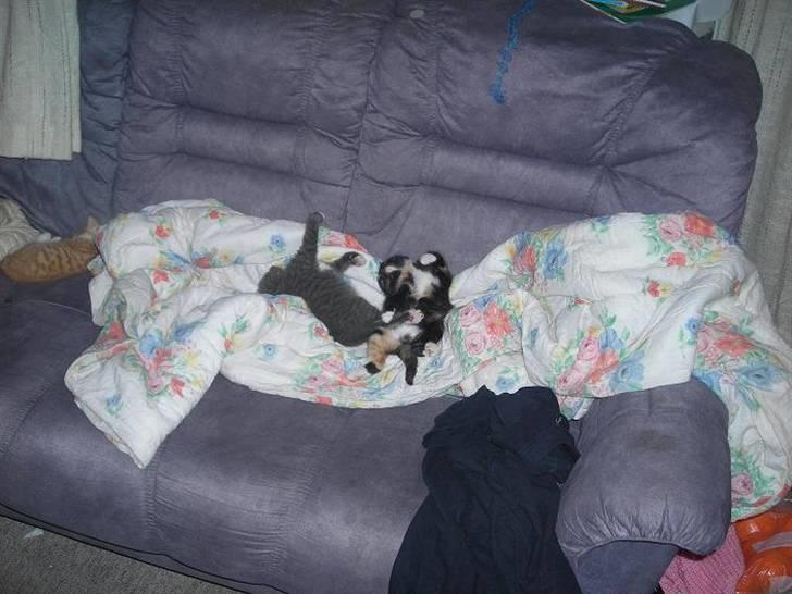 Huskat fayroze  billede 7