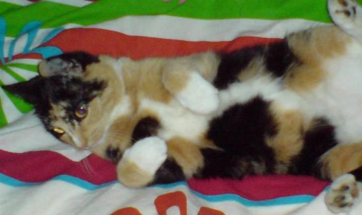 Huskat Pippi - ligger og daser på sengen :)  billede 1