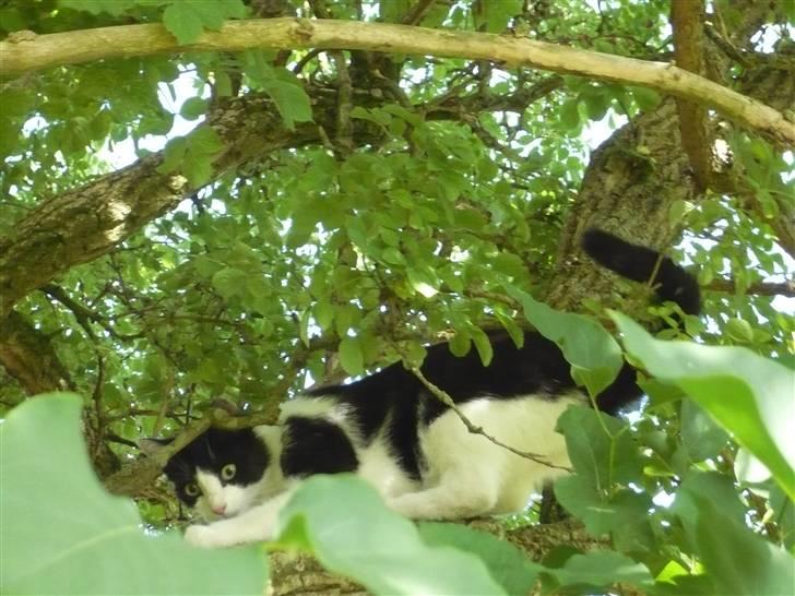 Huskat DJ billede 18