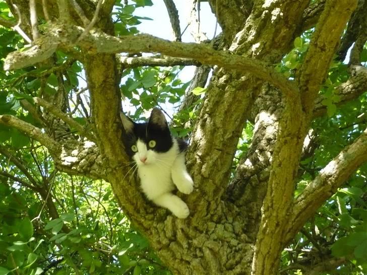 Huskat DJ billede 19