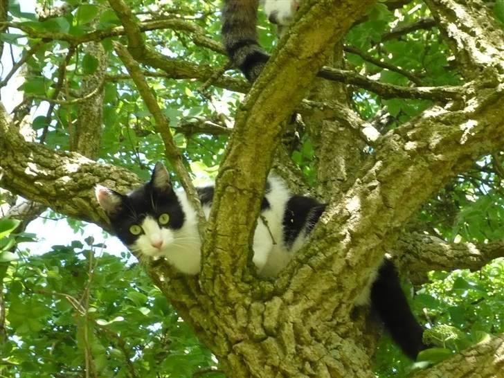 Huskat DJ billede 20