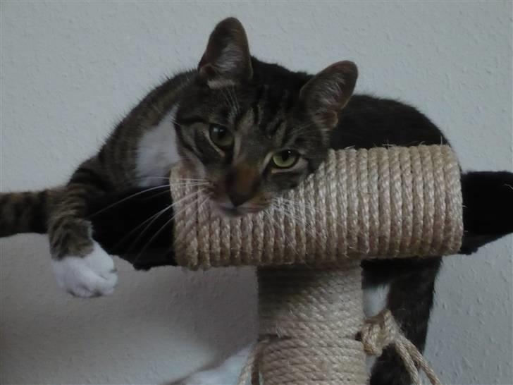 Huskat Pølle mis billede 13