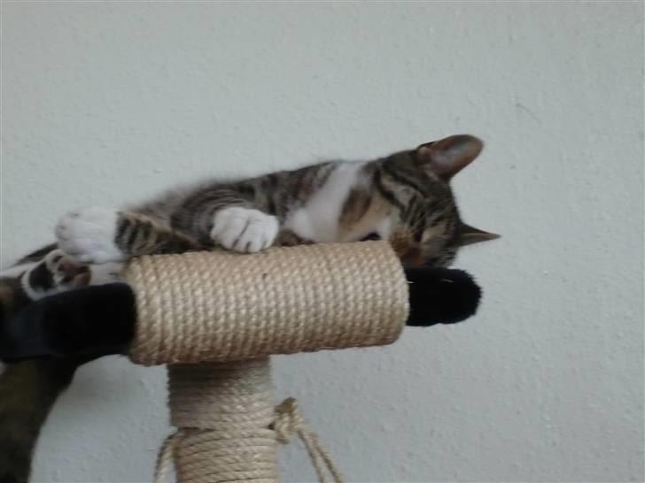 Huskat Pølle mis billede 14