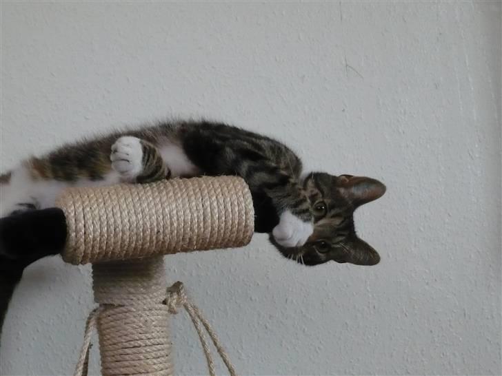 Huskat Pølle mis billede 15