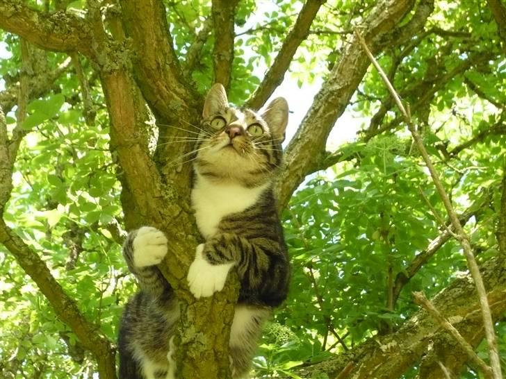 Huskat Pølle mis billede 16