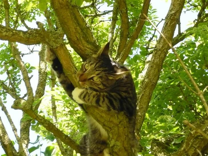 Huskat Pølle mis billede 17