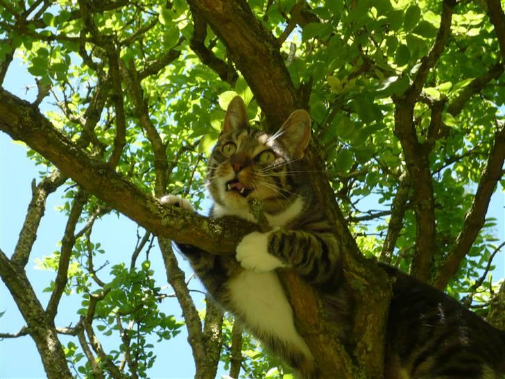 Huskat Pølle mis billede 18