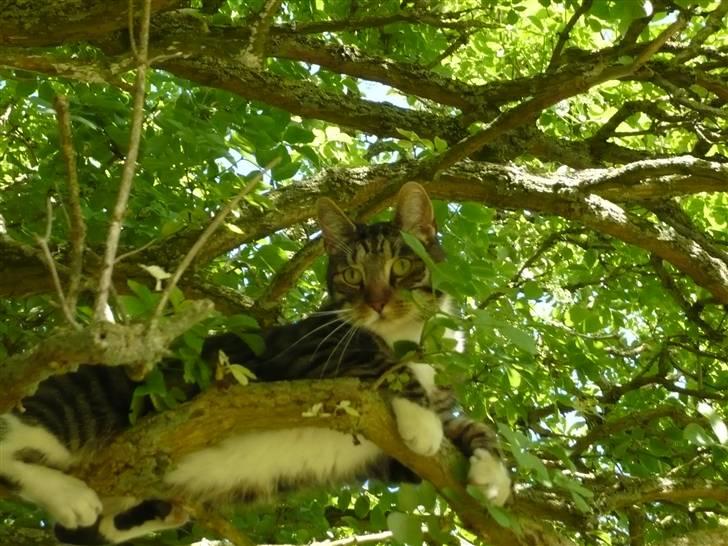 Huskat Pølle mis billede 19