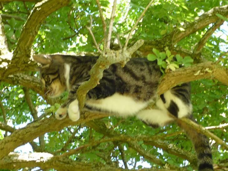 Huskat Pølle mis billede 20