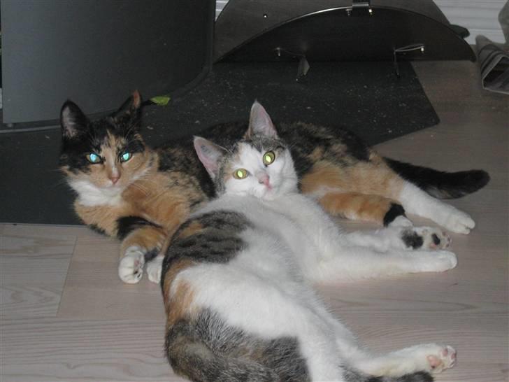 Huskat Pippi - her ligger Pippi i stuen, med vores anden misser :)  billede 2