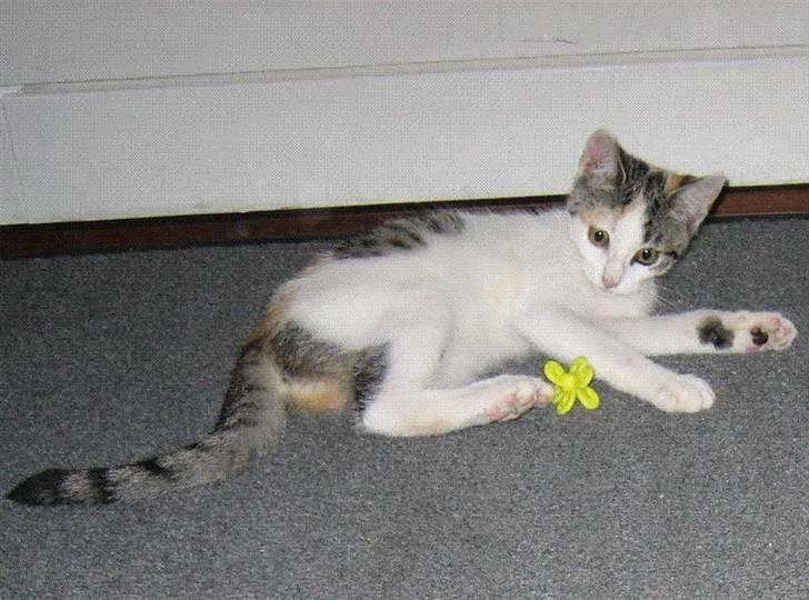 Huskat Nala - her ligger hun og leger med sit spinter nye legetøj billede 1