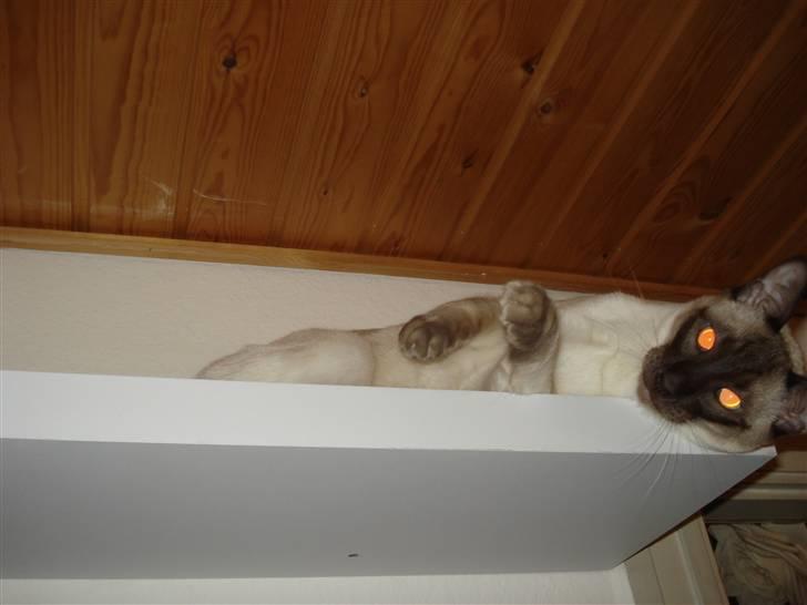 Siameser Gizmo - hans yndlings hylde, heeelt oppe under loftet billede 3