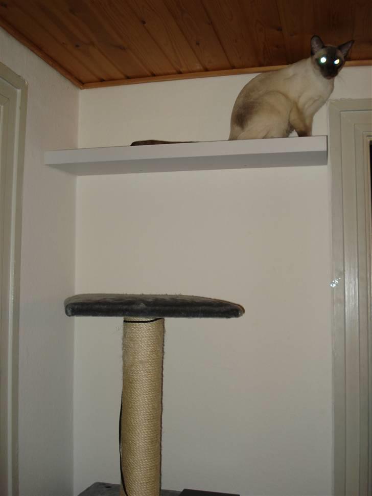 Siameser Gizmo - han er jo lige så smuk som nips.. :) billede 4