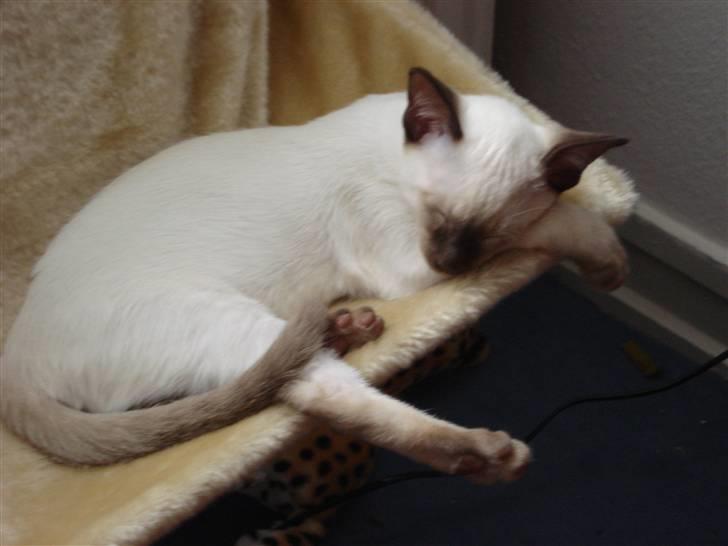 Siameser Gizmo - Gizmo når han er mest rolig billede 5