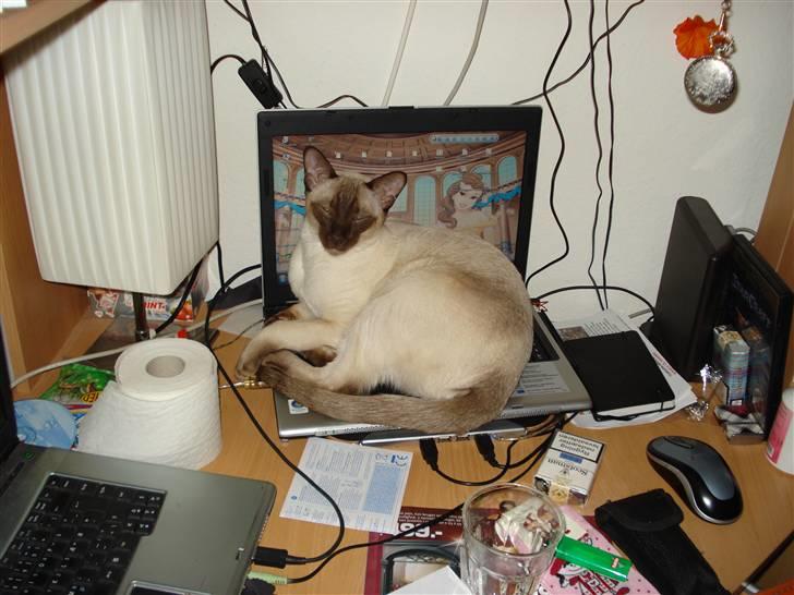 Siameser Gizmo - en dejlig varm bærbar er en rigtig god, men dyr sovepude.. :) billede 6