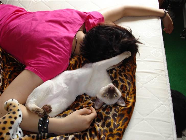 Siameser Gizmo - når mor og Gizze sover, så sover vi sammen! billede 7