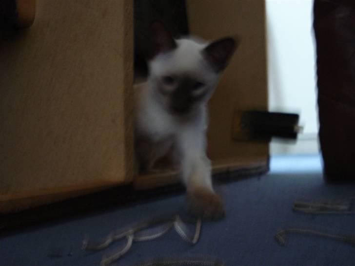 Siameser Gizmo - snoore er det bedste legetøj billede 8