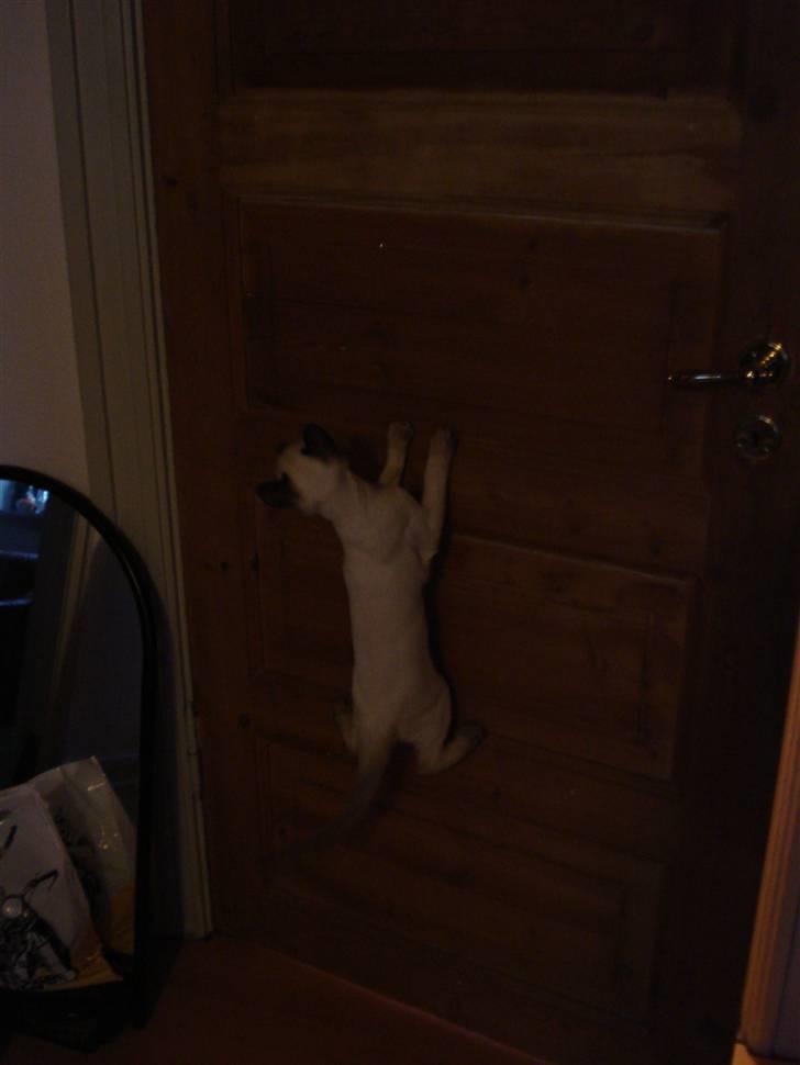 Siameser Gizmo - Gizmo udgør et nydeligt vægtæppe.. :) billede 9