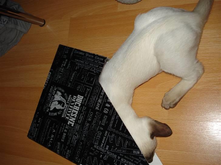 Siameser Gizmo - uorden i fars papirer billede 10