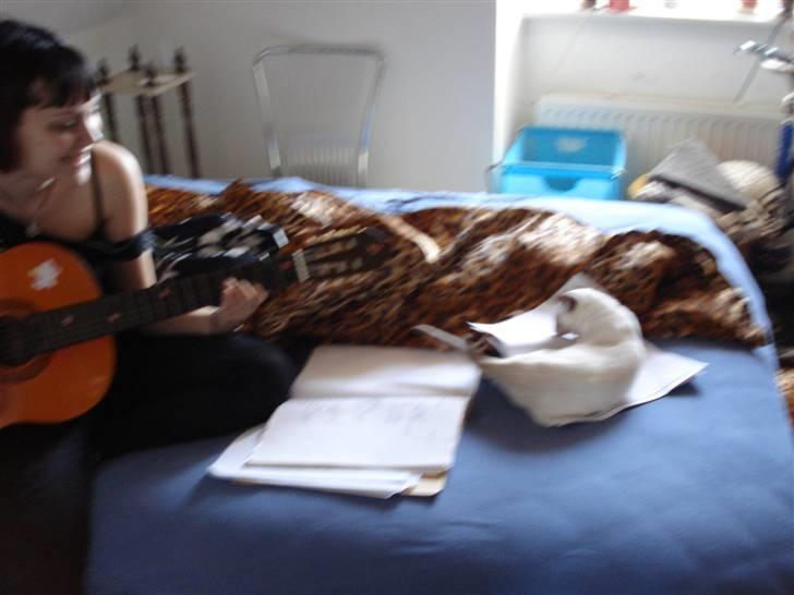 Siameser Gizmo - mor og Gizze er meget musikalske billede 11