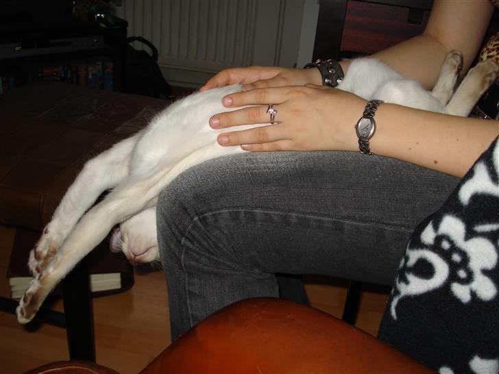 Siameser Gizmo - yndlings nusse-stilling billede 12