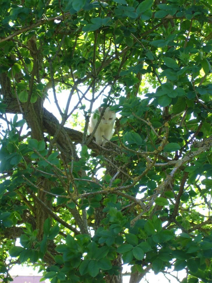 Huskat TILDE DØD billede 16