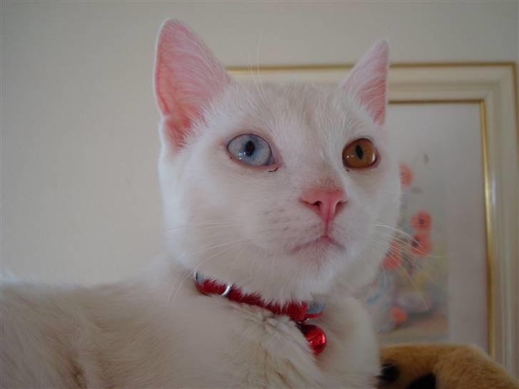 Huskat TILDE DØD billede 17