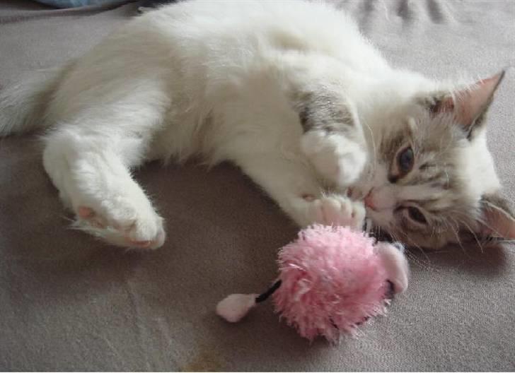 Ragdoll Gaia billede 5