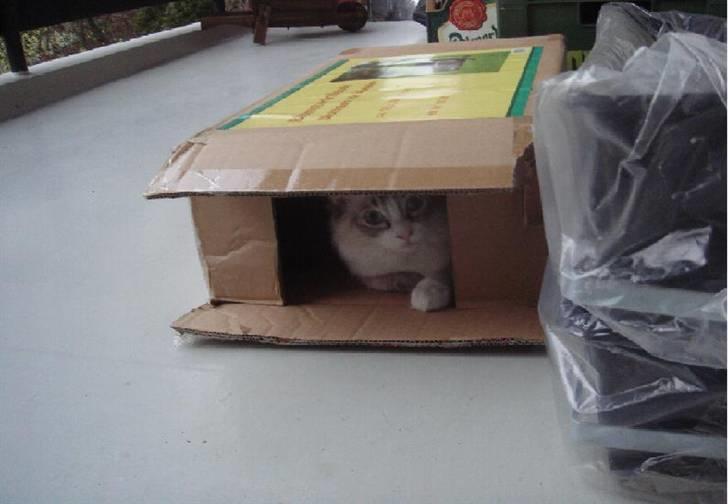 Ragdoll Gaia billede 6