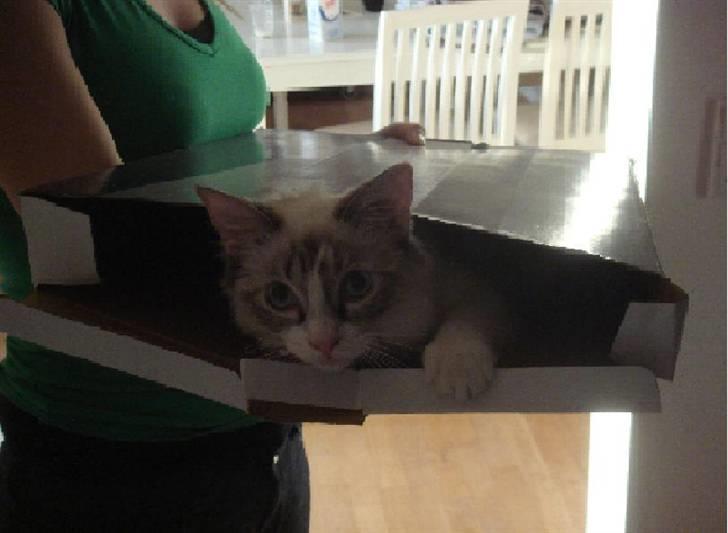 Ragdoll Gaia billede 7