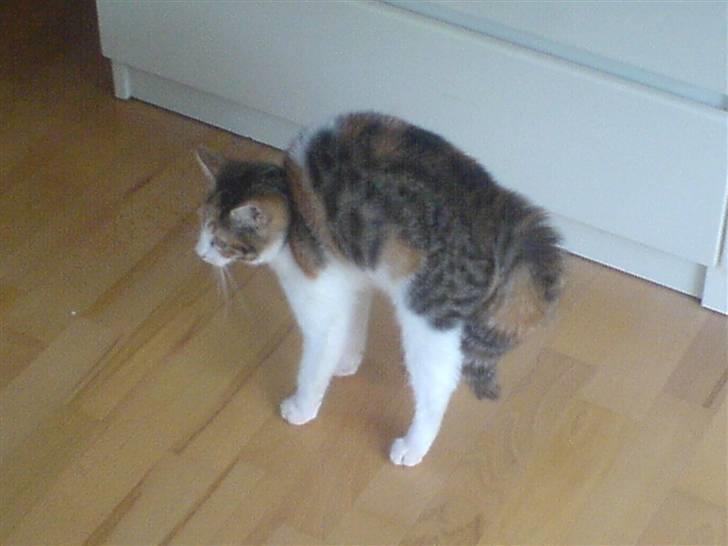 Blanding af racer Felia - der kom en der ikk skulle komme :)  billede 20