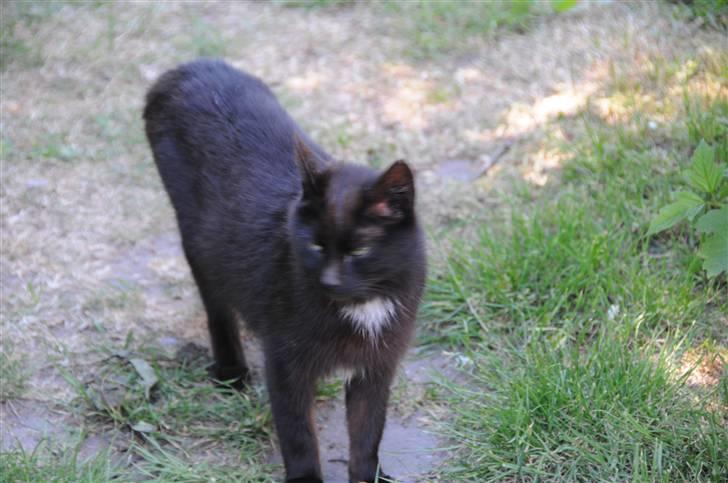 Blanding af racer sorte mis (VÆK)   :[ billede 1