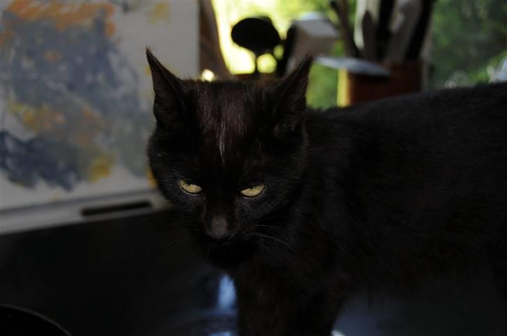 Blanding af racer sorte mis (VÆK)   :[ billede 2